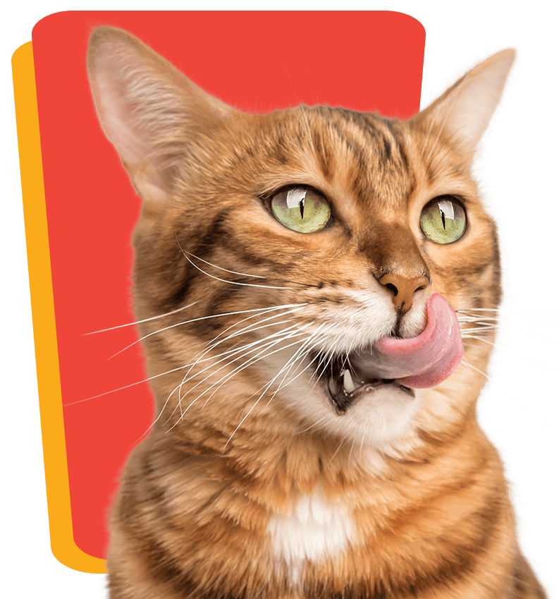 Cat Licking Lips With Box Background Brown Cat Licking Lips With Red Box Background