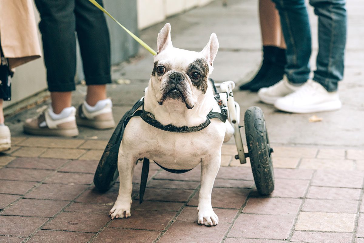 French Bulldog with a wheelchair taking a walk