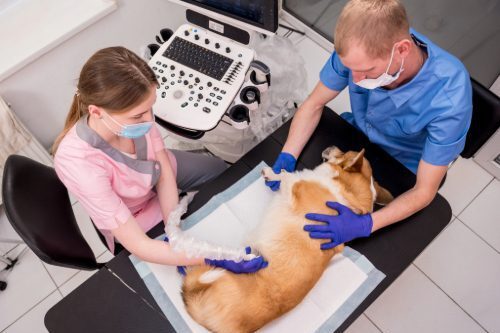 veterinary team using ultrasound to examine a corgi dog at the clinic