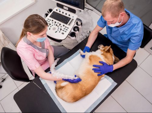 veterinary team using ultrasound to examine a corgi dog at the clinic