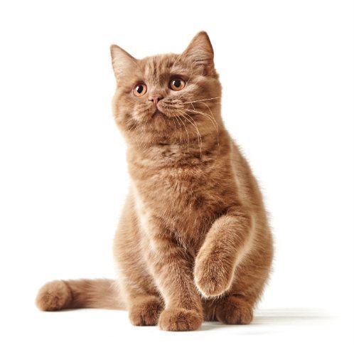 tan British kitten on a white background