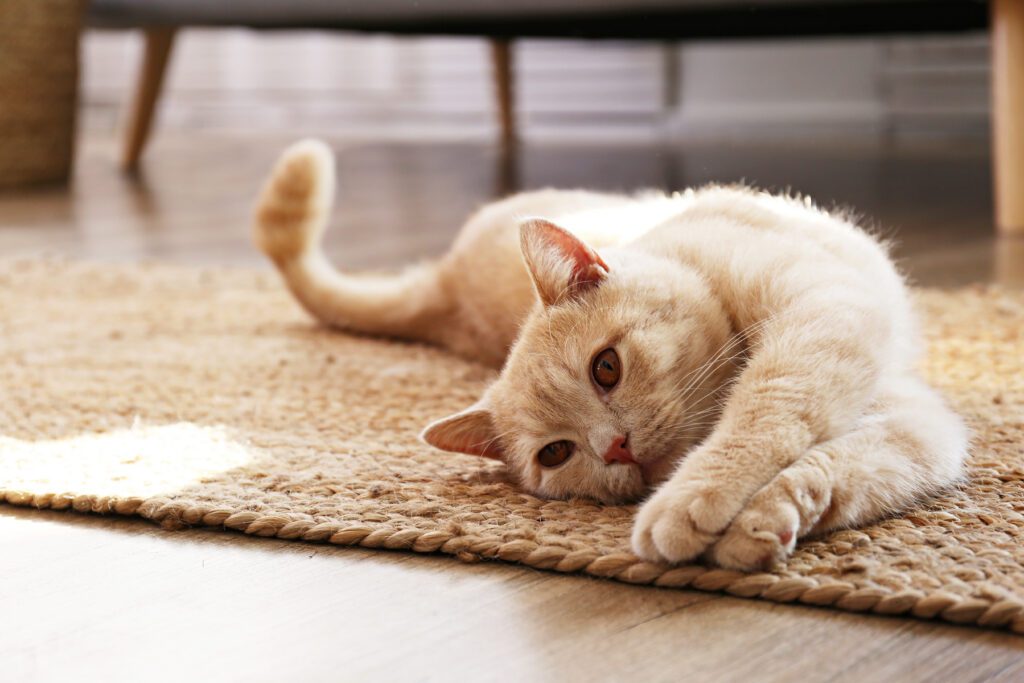 Cat stretching on carpet