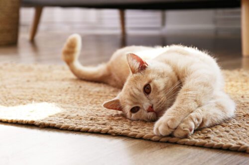 Cat stretching on carpet