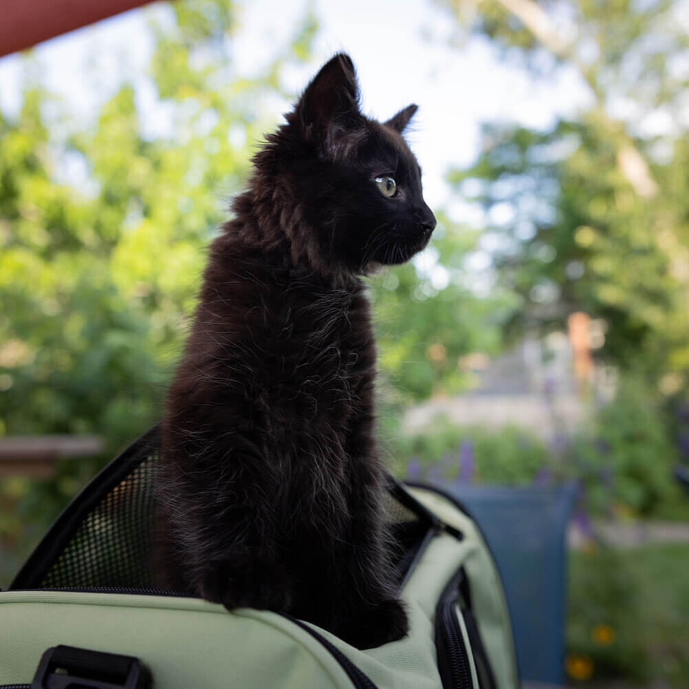 Black Cat In Carrier small black cat in car carrier