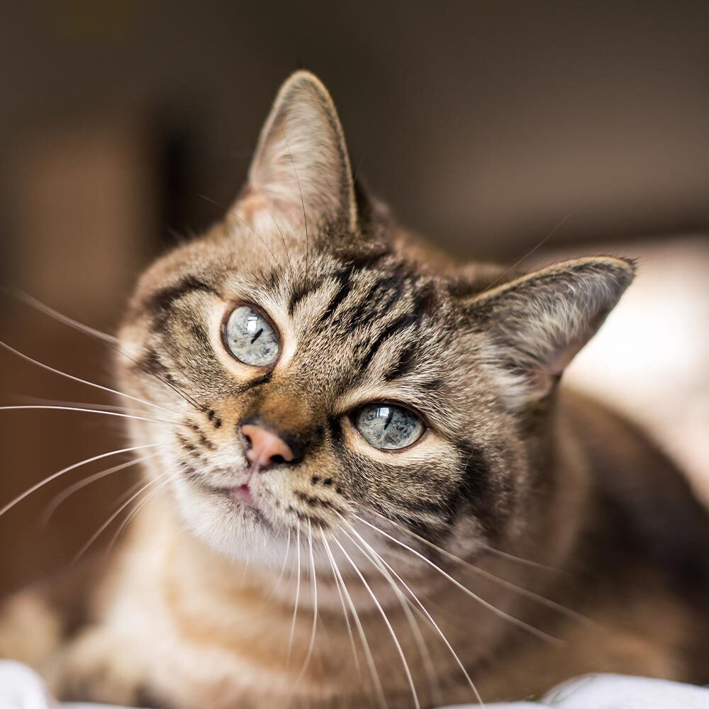 Brown Striped Cat with blue eyes