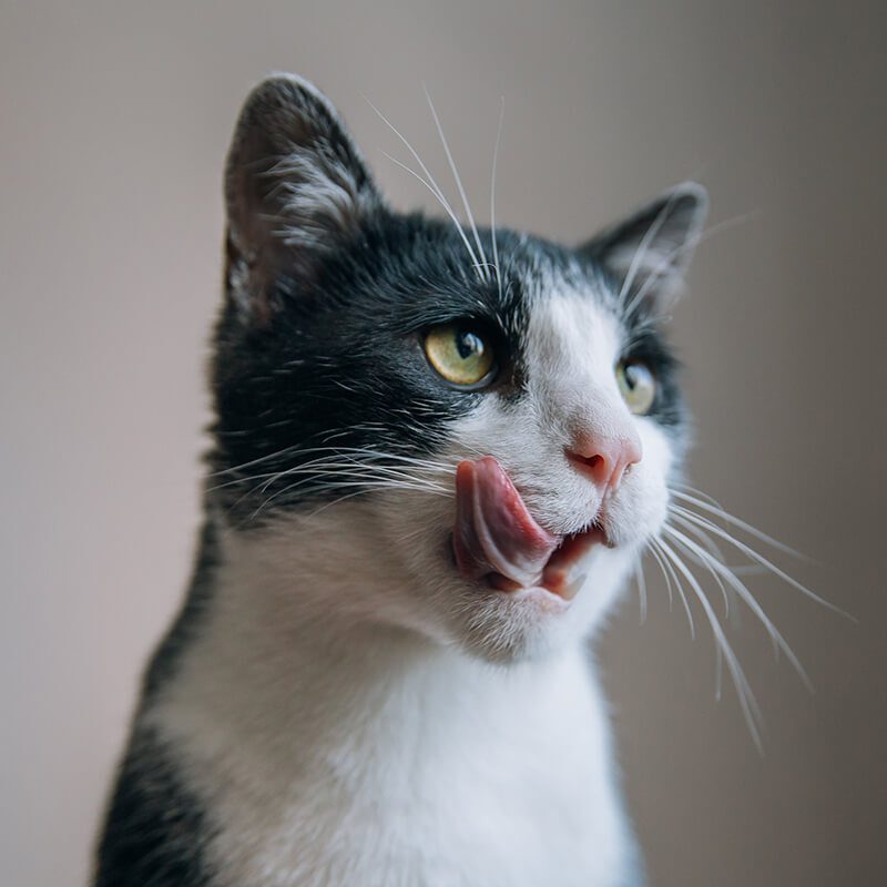Cat Licking Lips gray and white cat licking its lips