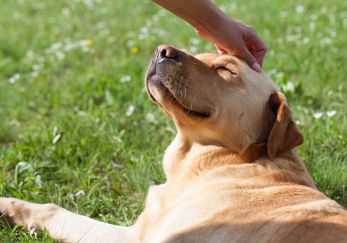 Dog Getting Head Pets Happy Tan Dog Getting Head Pets while laying in grass