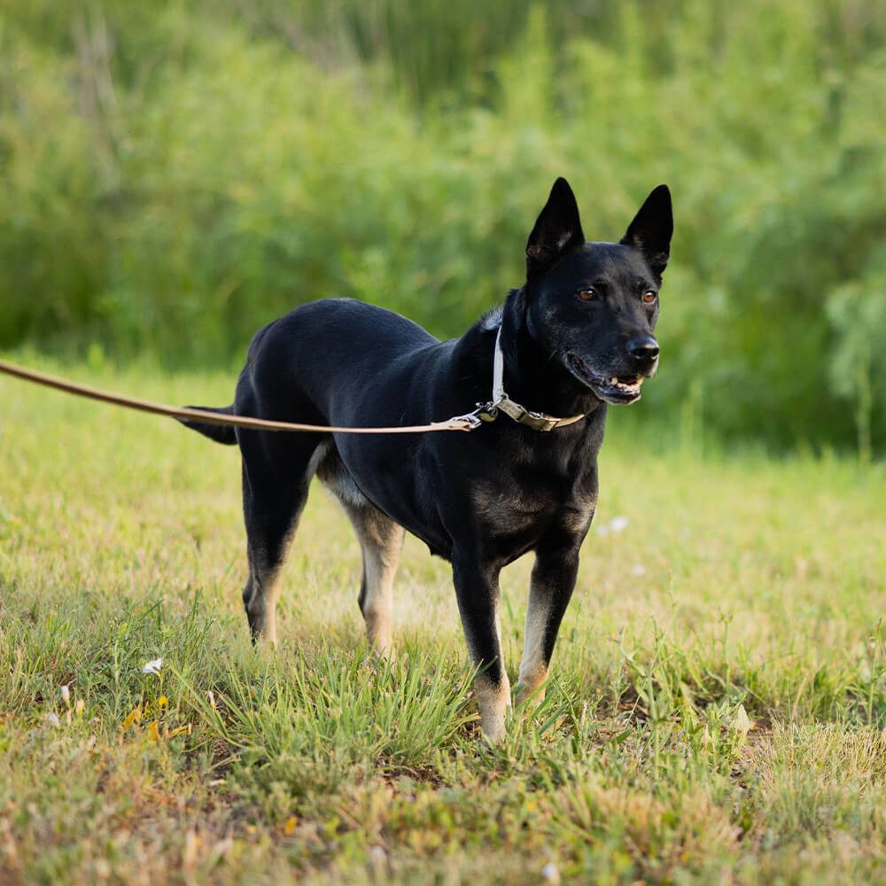 Dog On Leash black dog on leash outdoors
