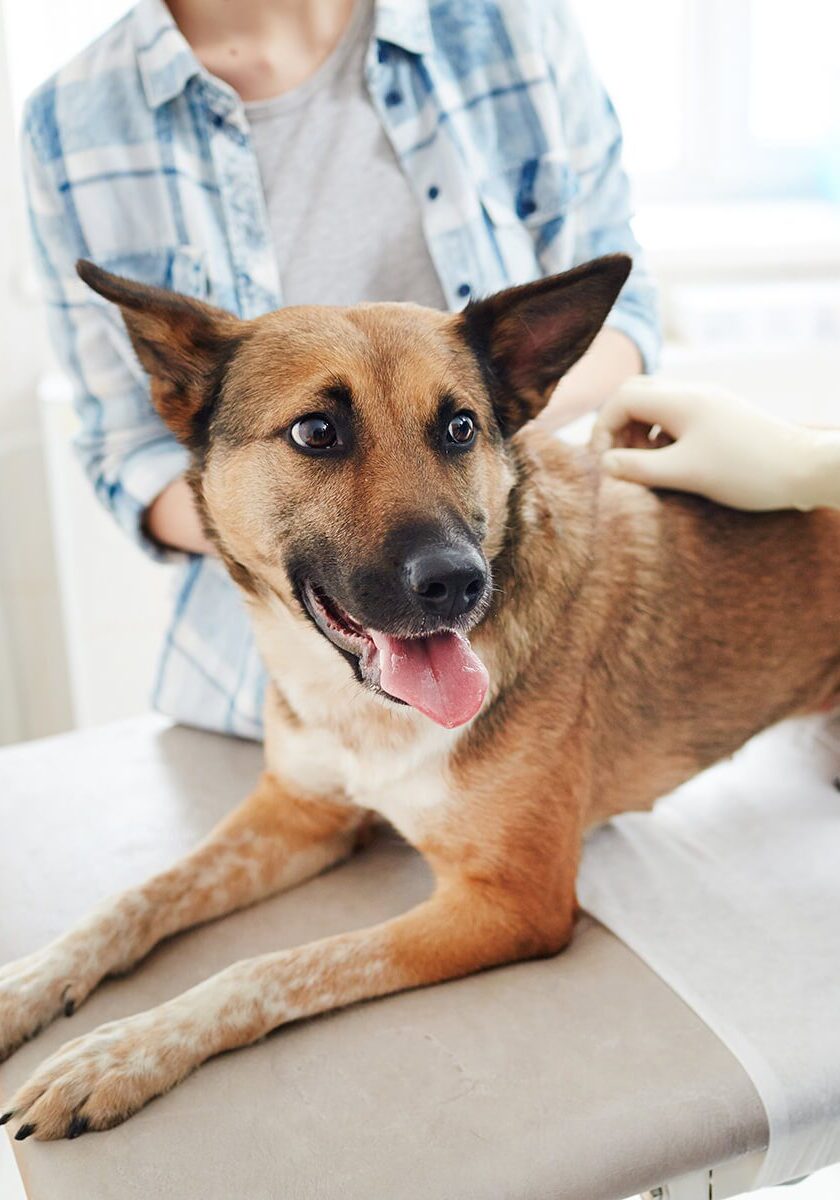 German Shepherd At Vet German Shepherd smiling at vet appointment