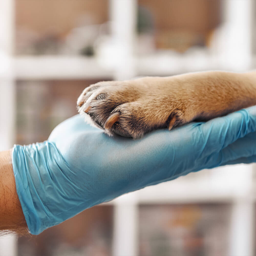 Hand Holding Paw Hand Holding Paw