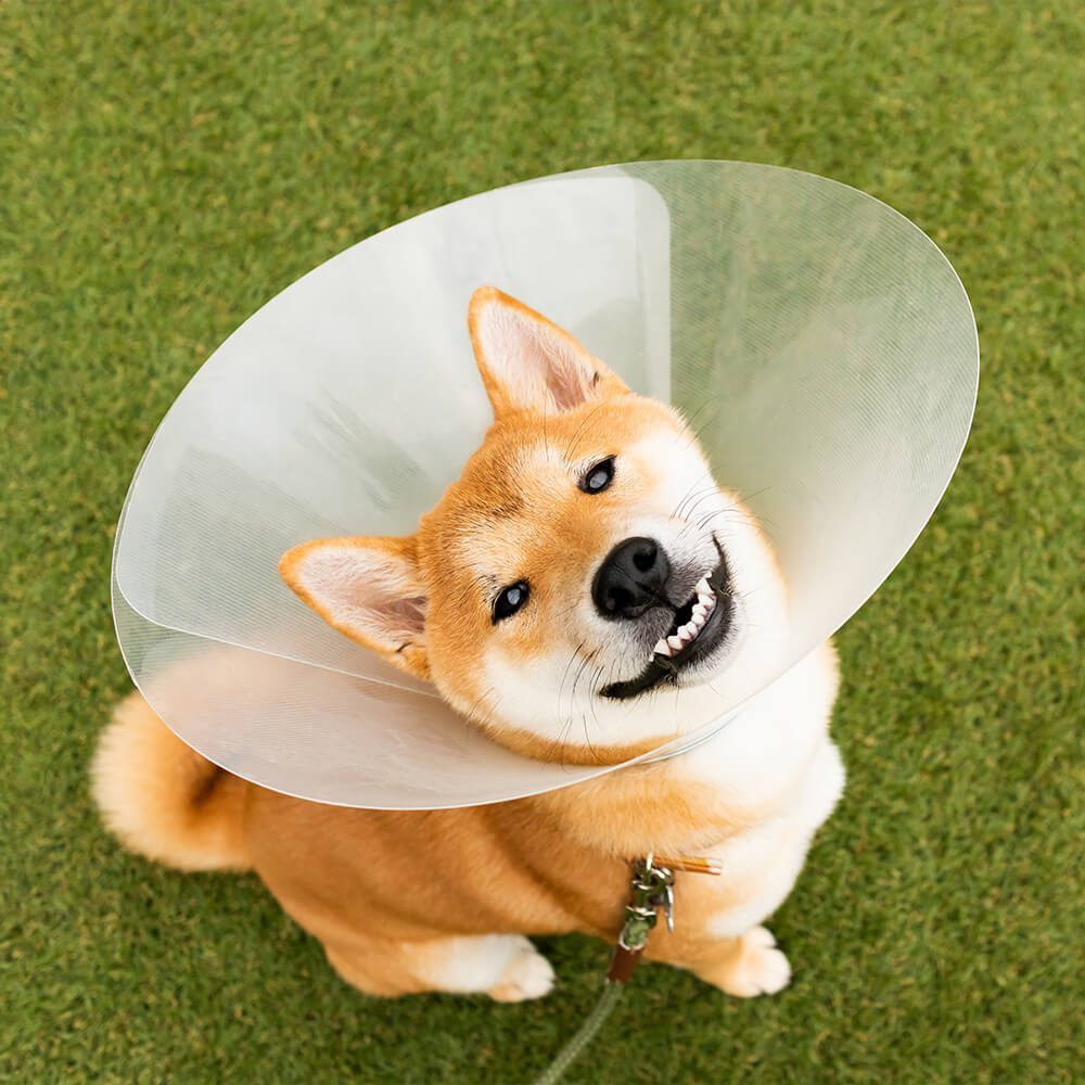 Happy Dog In Cone Happy Dog In Cone