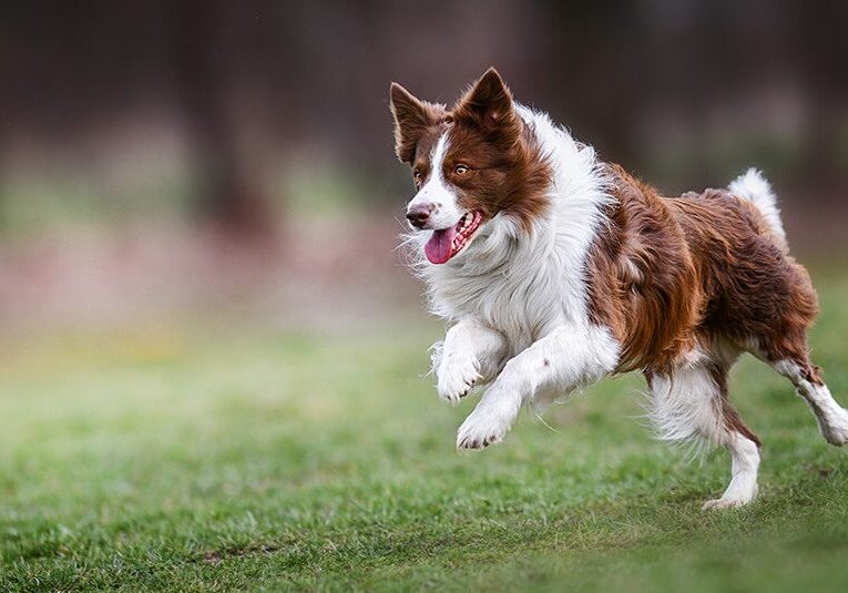 Happy Dog In Yard