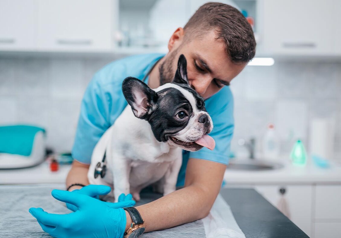 male veterinarian hugging black and white French bulldog