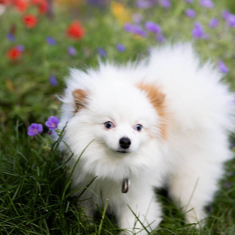Small White Dog Small White Dog standing in flower field