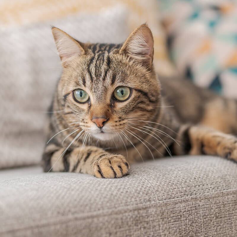 Striped Cat On Couch Striped Cat On Couch