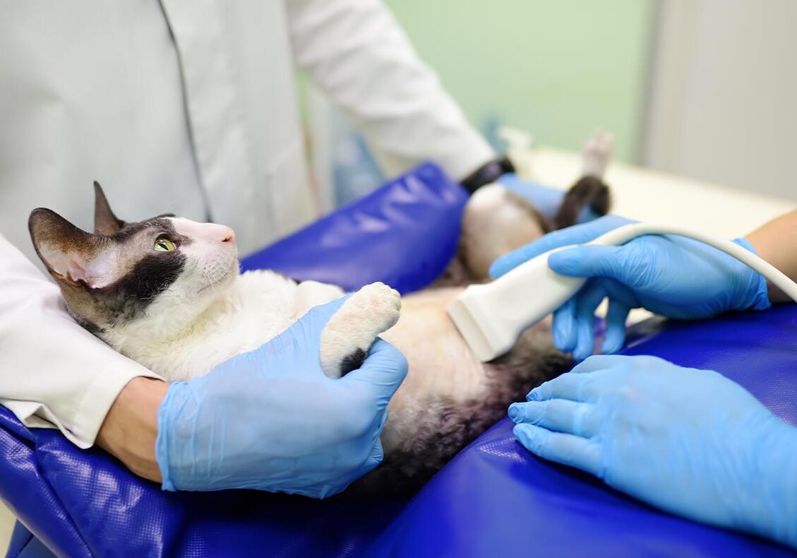 veterinarian performing abdominal ultrasound on cat