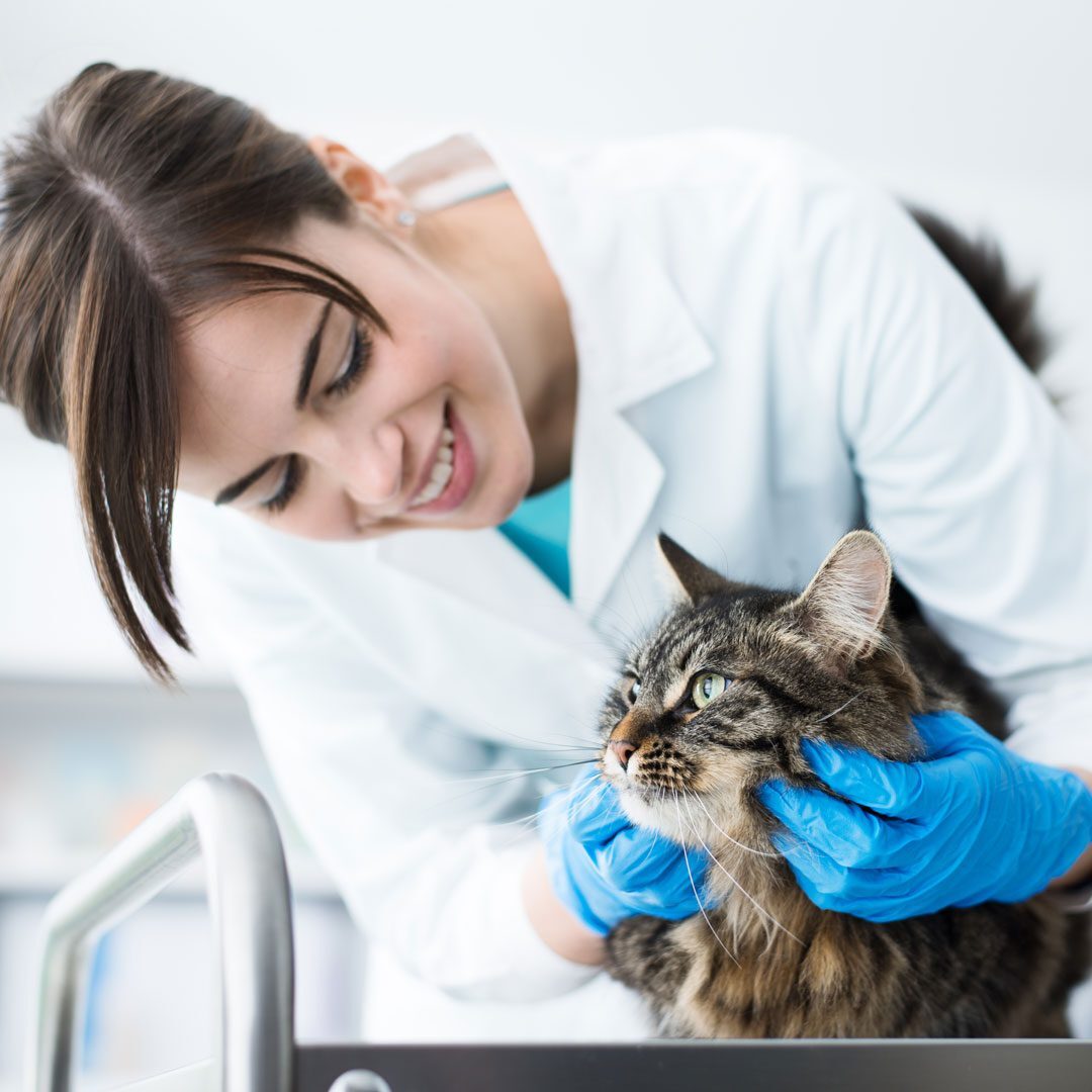 female veterinarian examining fluffy brown cat