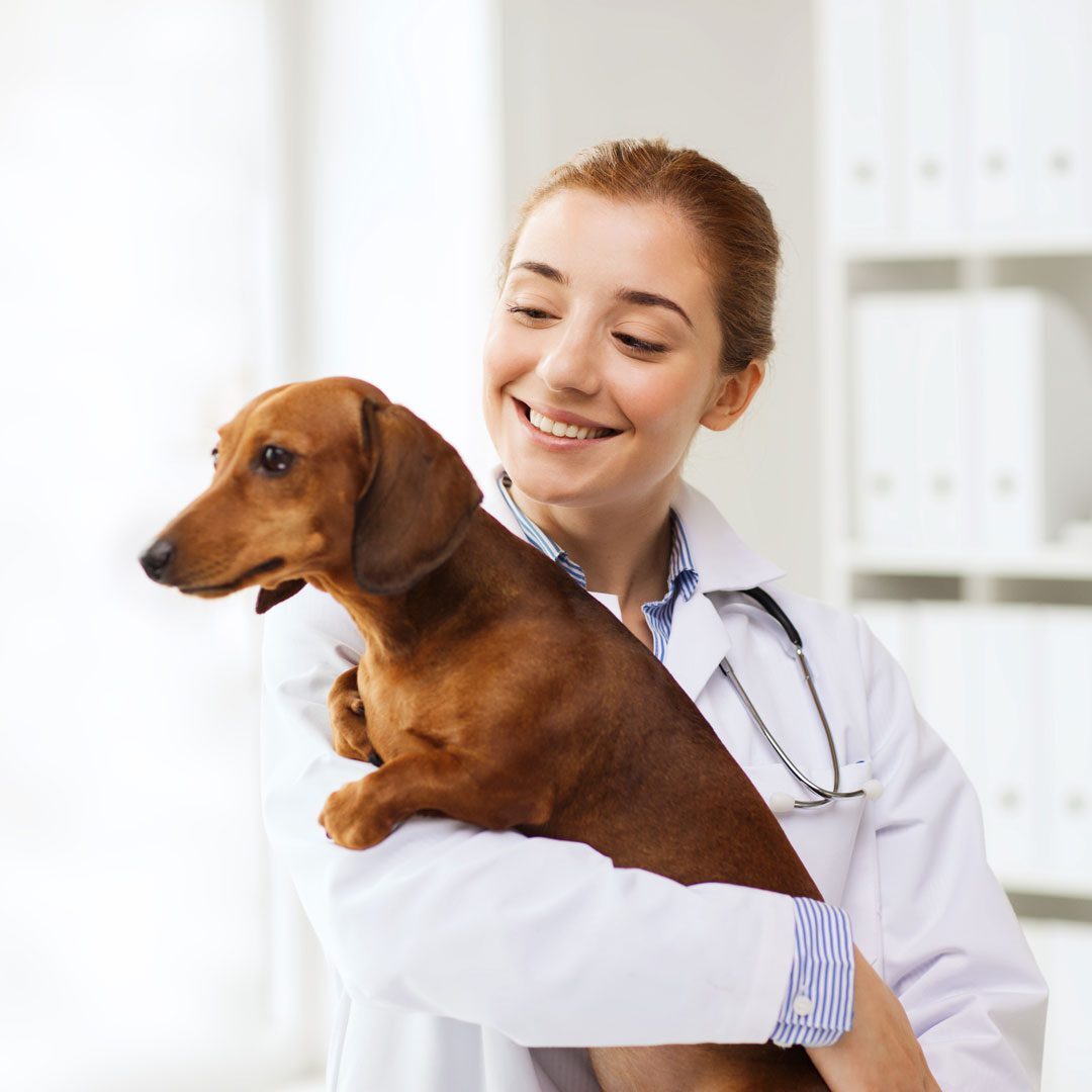 female veterinarian wearing white lab coat and holding brown Dachshund